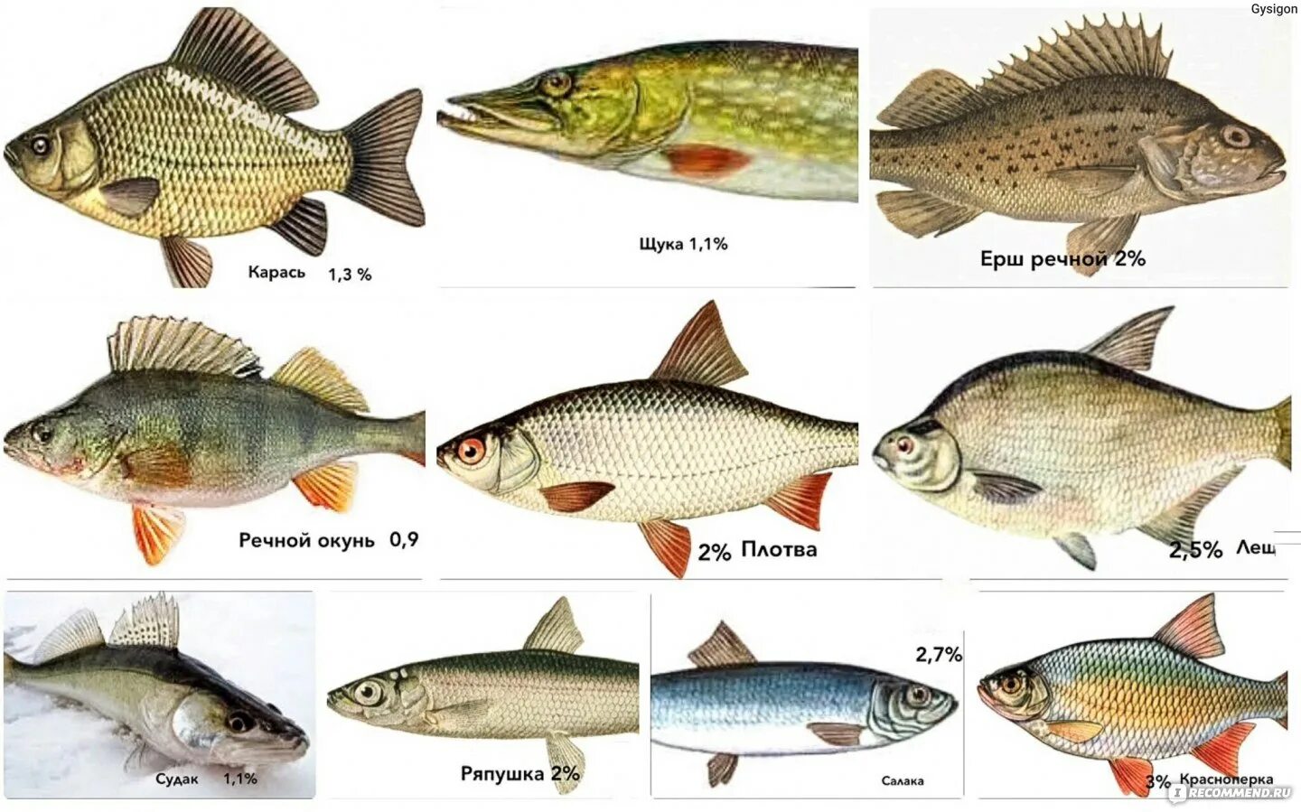 Рыба различие. Вобла плотва тарань красноперка. Язь пор ва красноперка. Вобла тарань плотва разница. Плотва тарань вобла.