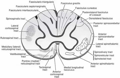 Fasciculus gracilis