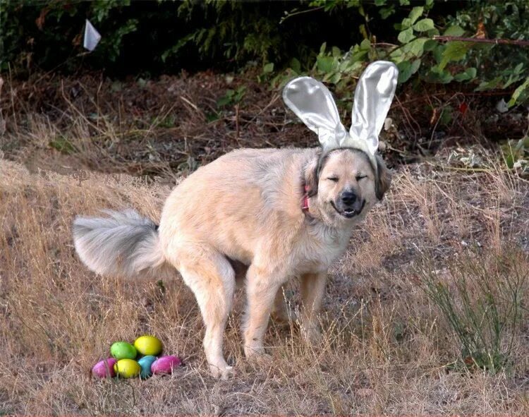 Куриное яйцо собаке. Собака с пасхальными яйцами. Счастливой Пасхи смешные. Собачка с заячьими ушками.