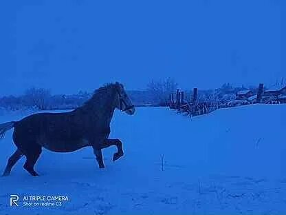 3 пола лошади
