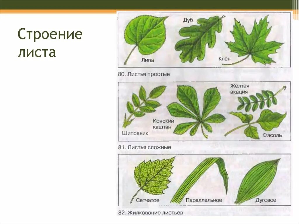 Ссылка на название листа. Лист ясеня форма листовой пластинки. Черешок листовой пластинки дуба. Типы жилкования простые сложные листья. Листья (по количеству листовых пластинок на черешке) биологии.