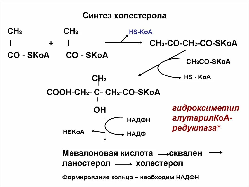 Ферменты холестерина. Синтез холестерина схема. Синтез эндогенного холестерола. Холестерол биохимия Синтез. Схема синтеза холестерола биохимия.