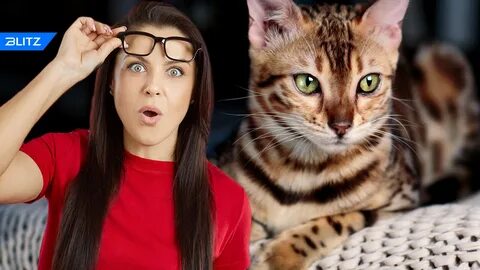 Включи последний кота
