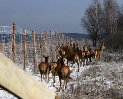В большом загоне для оленей росли деревья