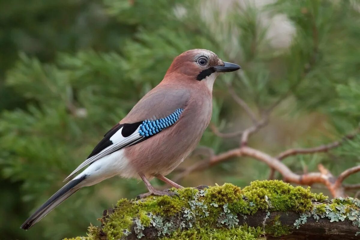 Природа сойка. Со́йка garrulus glandarius. Птица Сойка Крымская. Сойка обыкновенная garrulus glandarius. Сойка Крымская эндемик Крыма.