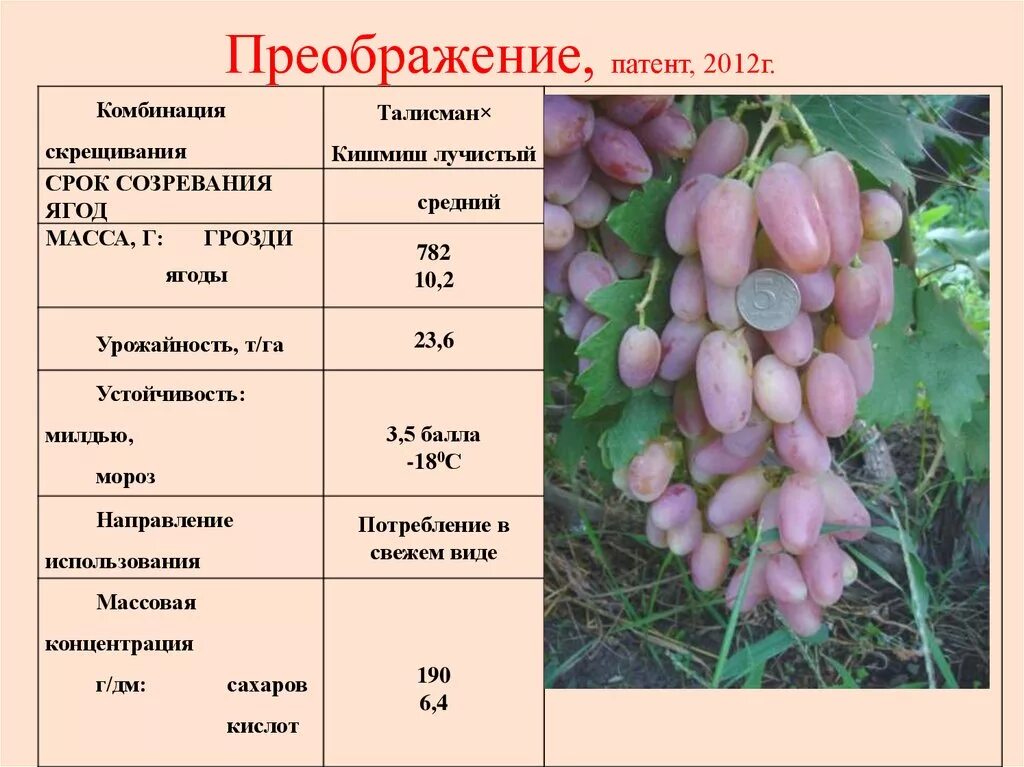 Свойства сорта. Морозостойкие сорта винограда. таблица морозостойких сортов винограда. краткое описание сорта винограда. сорта винограда характеристики и описание.