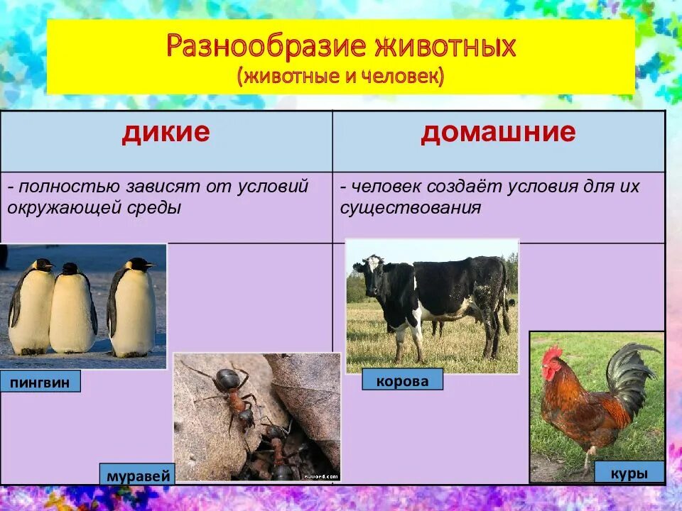 Многообразие и значение животных 5 класс. Разнообразие животных. разнообразие животных презентация. многообразие животных в природе. разнообразие животных доклад.