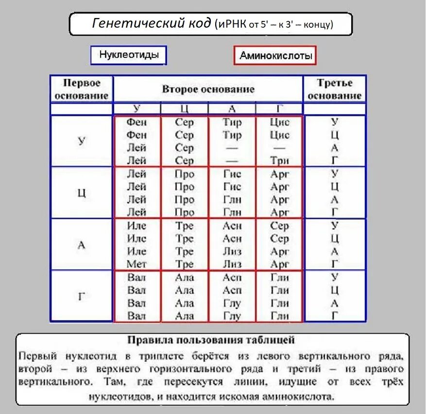 Какая последовательность аминокислот зашифрована следующей последовательностью