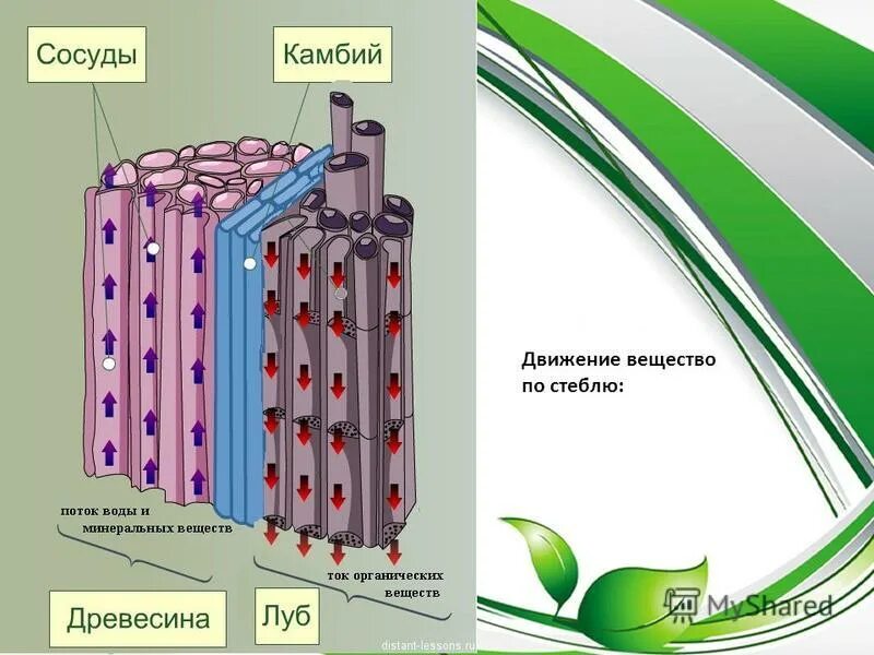 Нисходящий ток у растений