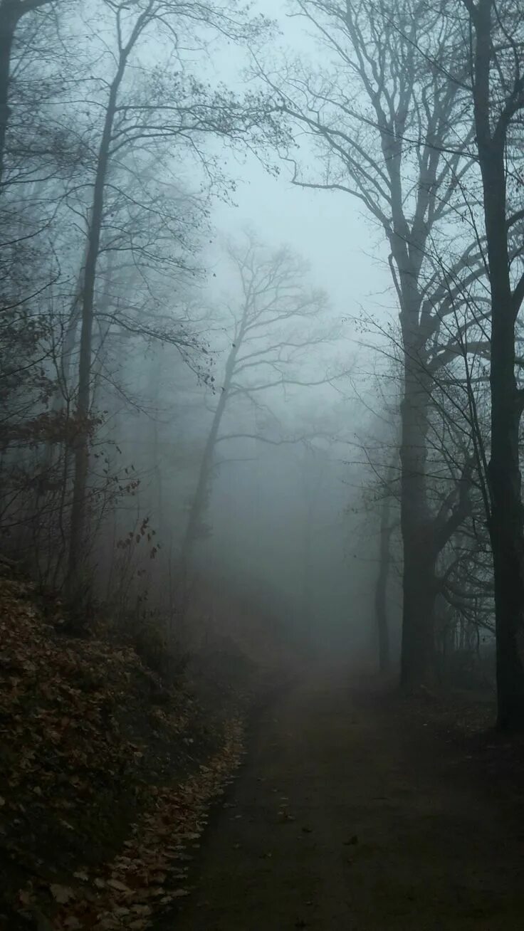 Сумрачный лес антоним. В сумрачном лесу. призрачный лес. пейзаж сумрачный. призрачный туман.