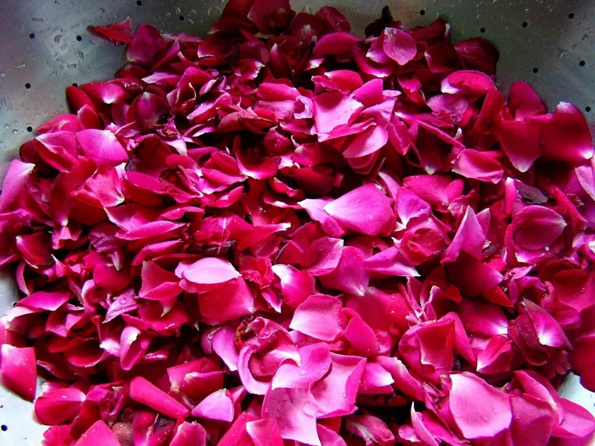Почему лепестки роз. Лепестки роз. Розовые лепестки. Лепестки роз на полу. Лепестки розовых роз.