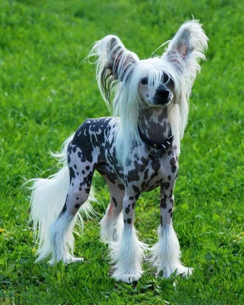 китайская хохлатая мексиканская пуховка. хохлатая китайская хохлатая. хохлатая собачка. порода собак китайская хохлатая голая. китайская хохлатая щенок.