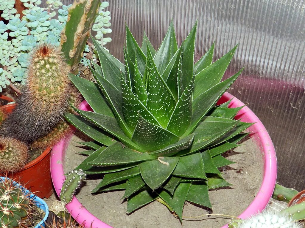 Opuntia monacantha. Название листьев кактуса. Молочай кактус комнатный. Опунция ямайская. Кактус опунция.