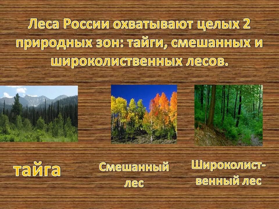 Главное богатство тайги древесина. Зона лесов смешанные широколиственные. Тайга смешанный и широколиственный лес 4 класс. Природная зона смешанных и широколиственных лесов. Зона тайги и смешанных лесов.