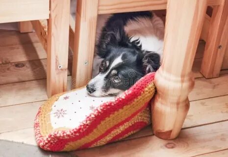 The dog is behind the table