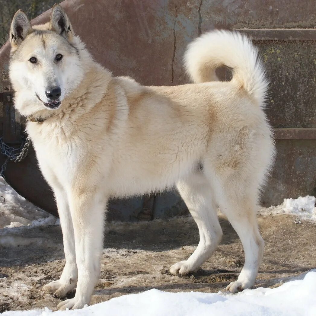 взрослая лайка. сибирский хаски волчий окрас. западно сибирская лайка. западно сибирская лайка. хаски сэпполы порода.