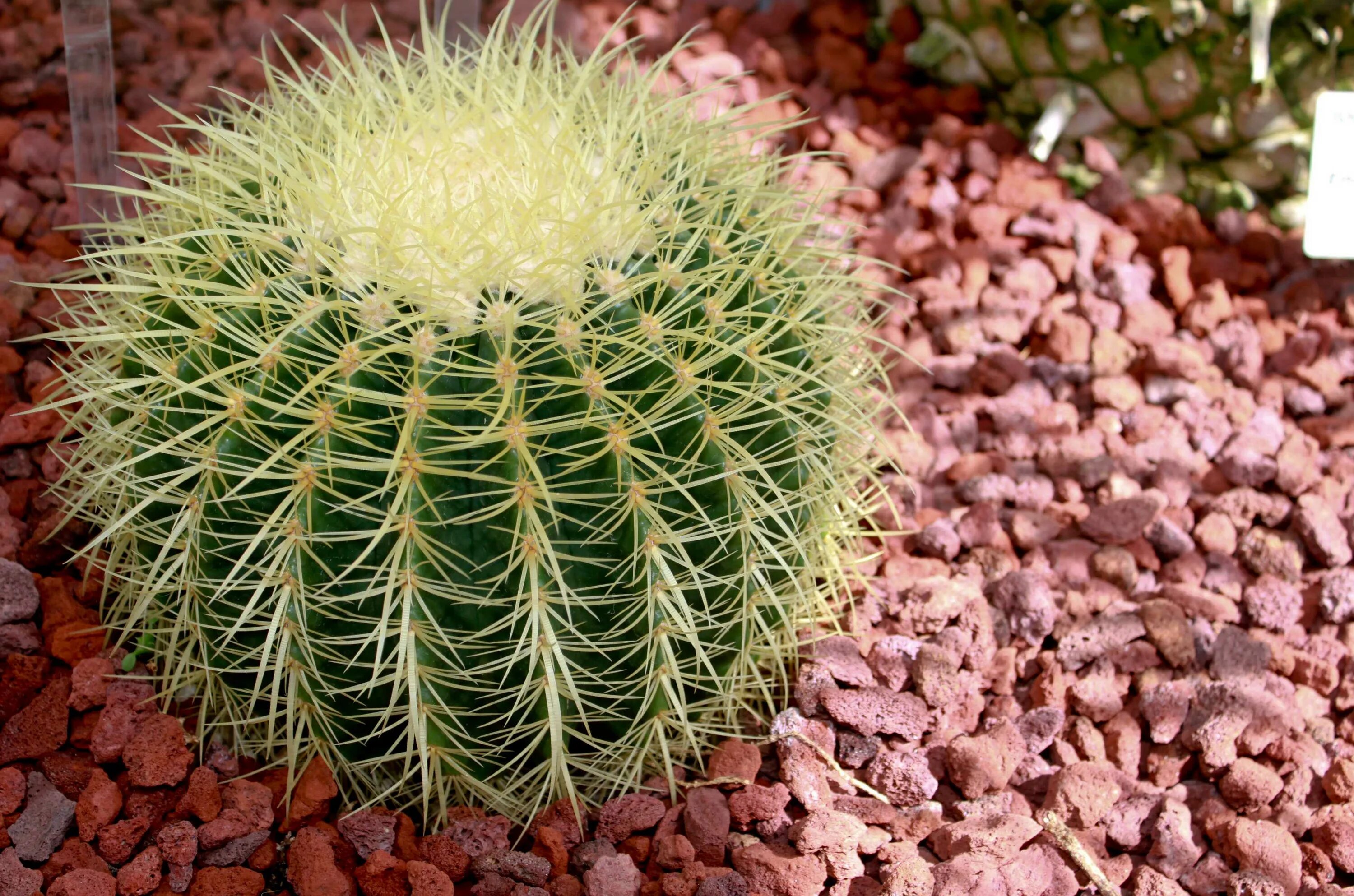 Эхинокактус Плант. Эхинокактус грузони красный. Echinocactus grusonii (Golden Barrel Cactus). Эхинокактус ростки.