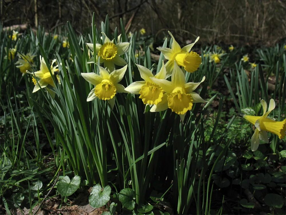 Где растут нарциссы. Нарцисс Майский (Narcissus pseudonarc. Керчь Дикие нарциссы. Нарцисс ложный Самара. Дикие нарциссы Астрахань.