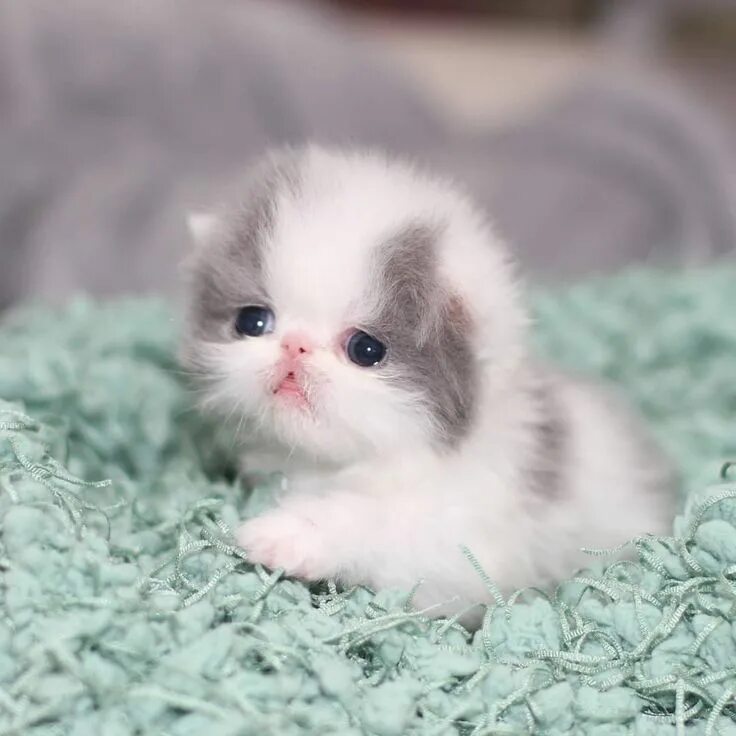 Kittens & Cats.....2 panosundaki Pin Güzel kediler, Kedi, Hayvan yavrusu