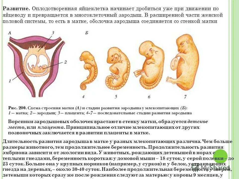 Матка в 14 недель. Период формирования плаценты. Прикрепление плода к матке. Место прикрепления зародыша к матке. Сроки формирования плаценты.