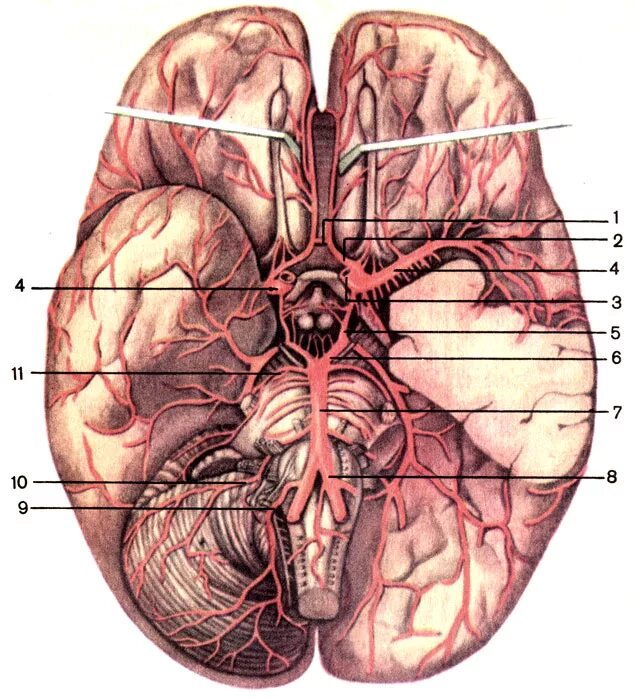 Артерии основания мозга. Задняя соединительная артерия кровоснабжает. Передняя соединительная артерия головного мозга. Основная артерия головного мозга анатомия. Arteria Cerebri anterior -передняя мозговая артерия.