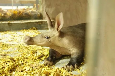 Видео новых животных