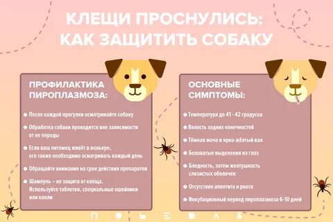 Чем опасен клещ для собаки