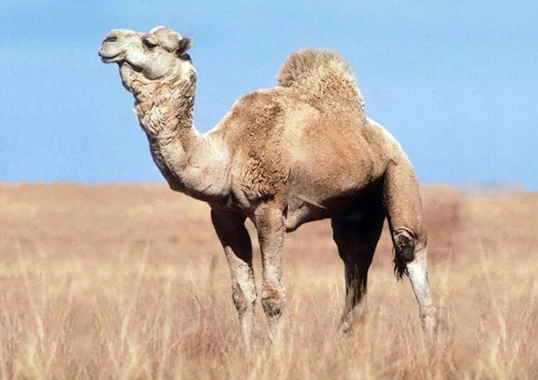 Верблюд метис 3 буквы. Туркменский Арвана - одногорбый верблюд. Одногорбый верблюд дромедар. Дикий одногорбый верблюд Австралия. Двугорбый верблюд бактриан.