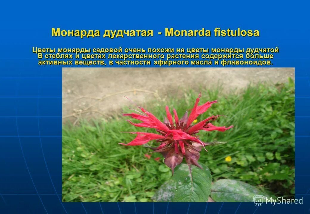 что такое монарда и ее свойства. монарда цветок лечебные. монарда squaw. монарда якоб кляйн. монарда двойчатая бергамот.