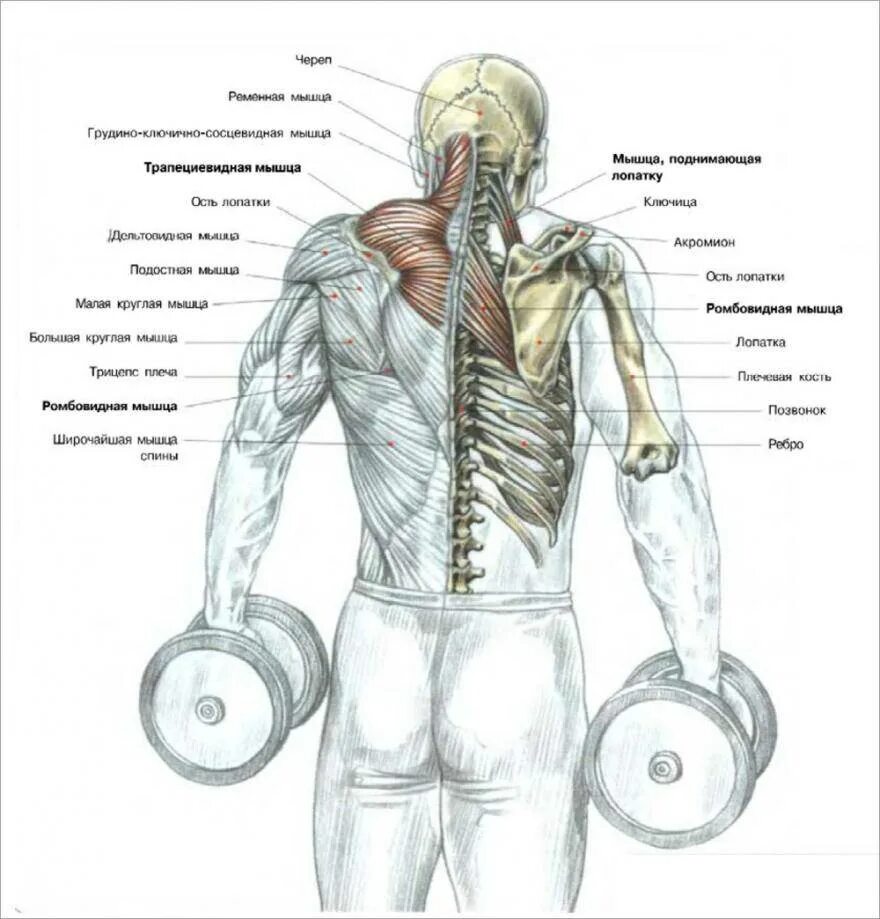 Какие мышцы самые. Шраги группа мышц. Шраги с гантелями мышцы. Шраги с гантелями для трапециевидной мышцы. Трапециевидная мышца упражнения с гантелями.