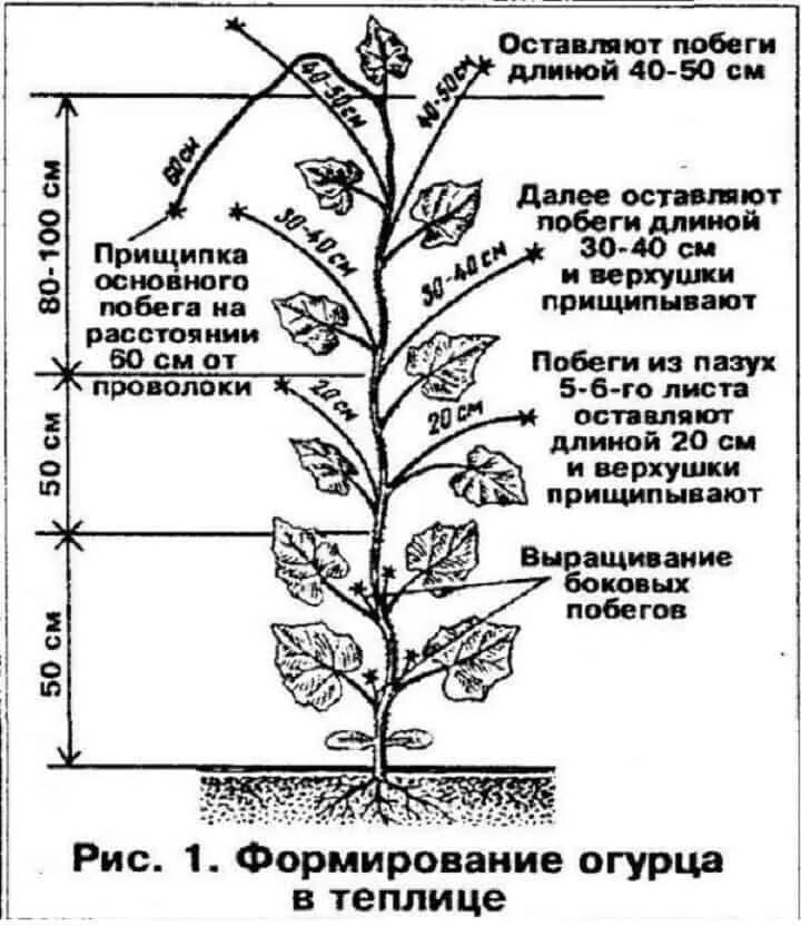 Пасынки у огурцов. Схема пасынкования огурцов. Огурцы прищипывание в теплице схема. Огурцы пасынкование и прищипывание в теплице. Пасынковать огурцы в теплице.