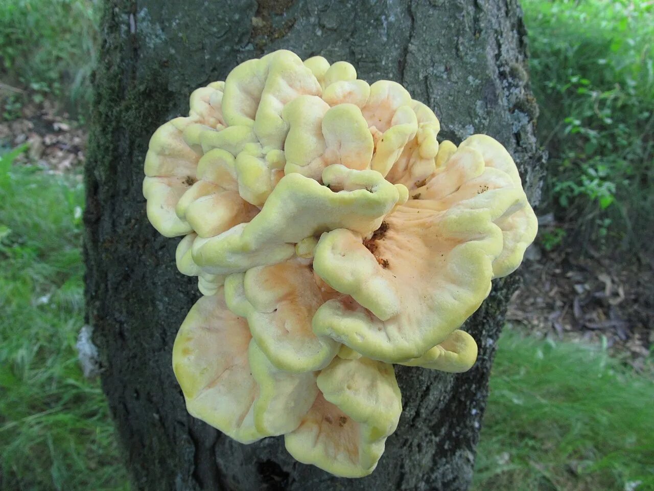 Трутовик серно-жёлтый. Трутовик сернисто жёлтый. Laetiporus sulphureus. Бабуры грибы. Трутовик серно