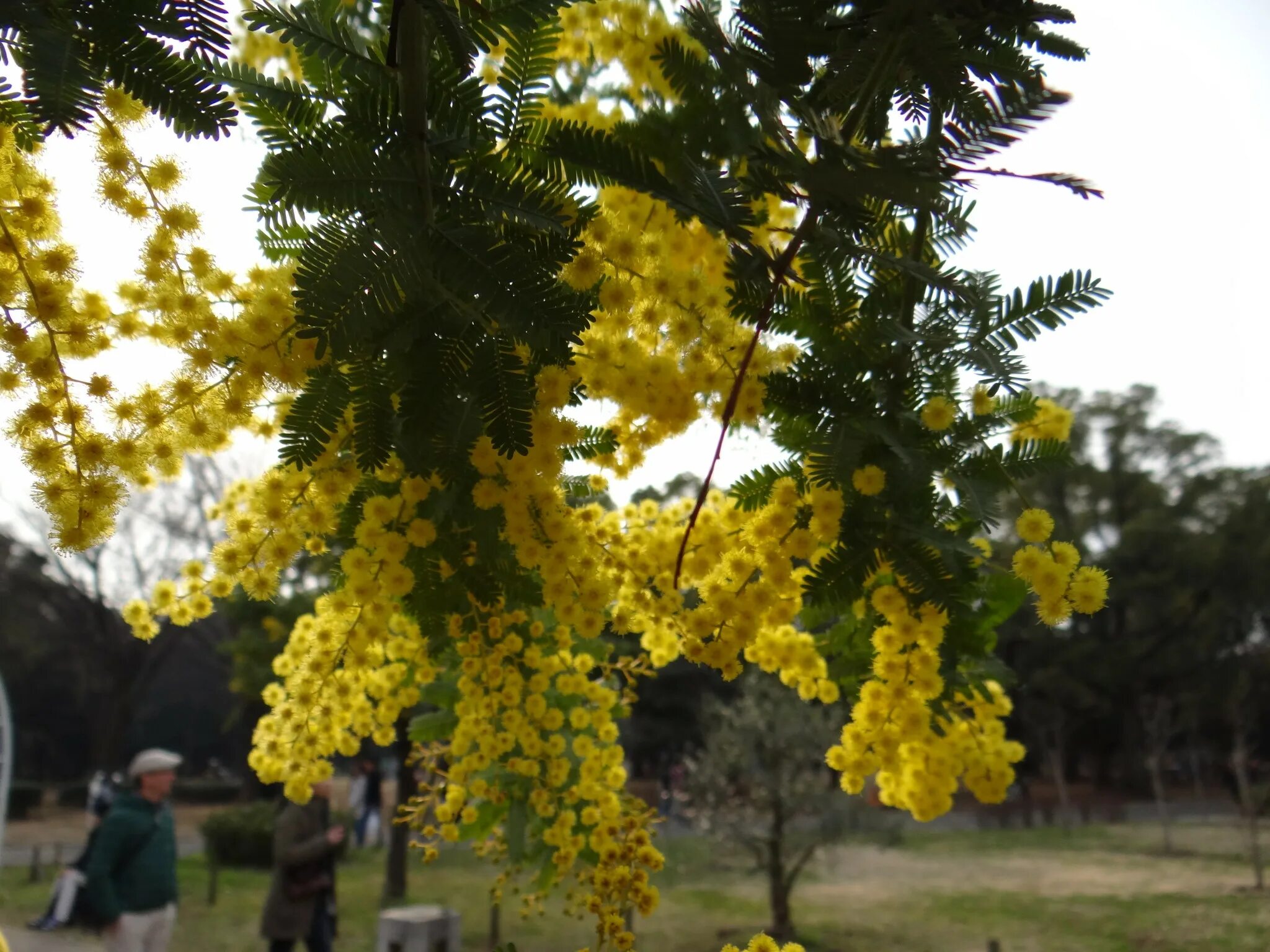 Японская мимоза дерево. Мимоза в крыму. Мимоза в крыму. Мимоза сицилия. Сочи мимоза зацвела.