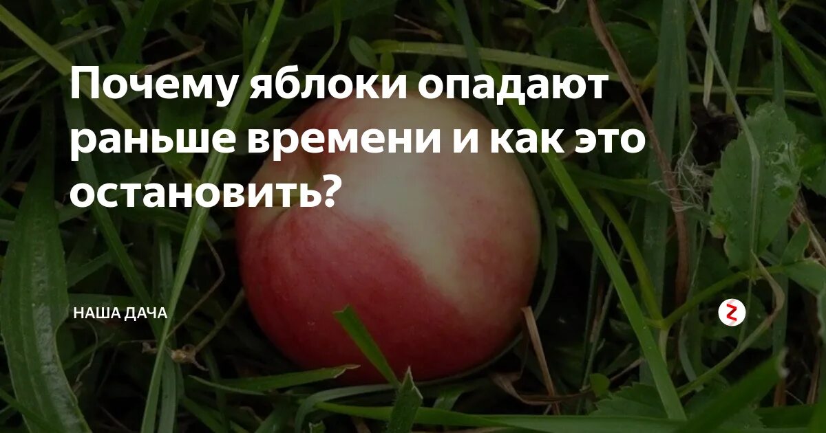 Почему яблоня сбрасывает. Яблоня опадает. яблоки раньше. недозревшие яблоки. яблоня сбрасывает яблоки.