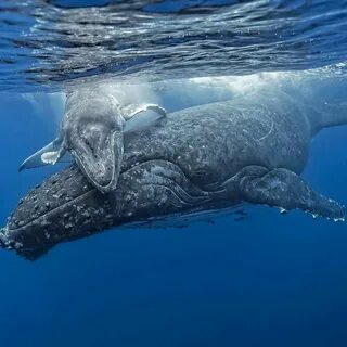 Самое большое водное животное