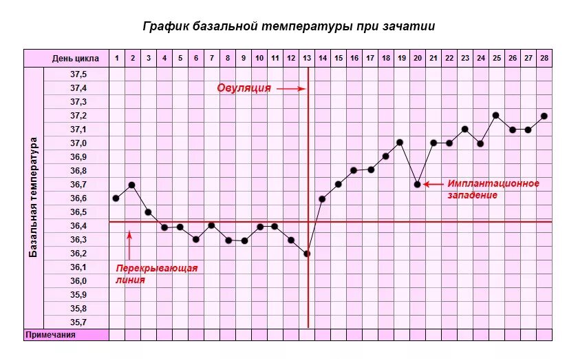 Может ли в день зачатия