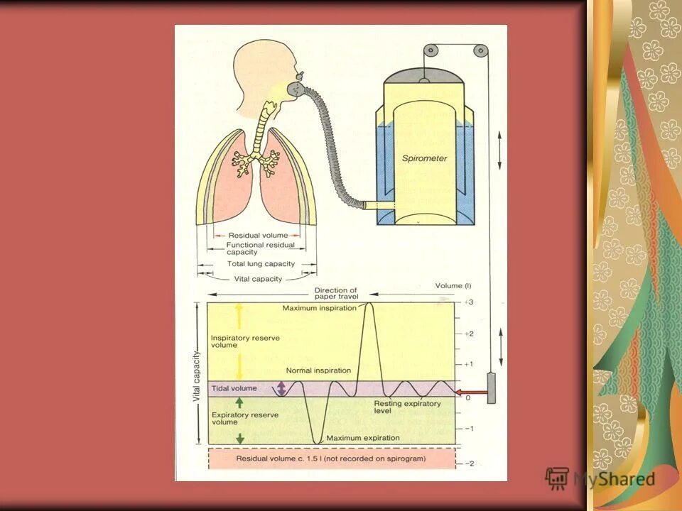 3 фаза процесса дыхания. Внешнее дыхание проходящие процессы. Внешнее дыхание проходящие процессы. Внешнее дыхание проходящие процессы. Внешнее дыхание транспорт газов кровью тканевое дыхание.