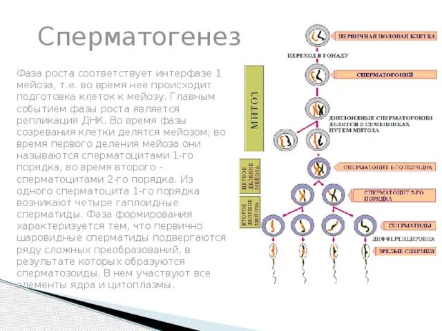 Фаза роста сперматогенез. Фаза созревания сперматогенеза. 4 Фазы сперматогенеза. Сперматогенез стадия роста. Мейоз хвоща