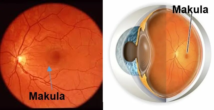 Желтое пятно это. Макула сетчатки анатомия. Строение глаза макула.