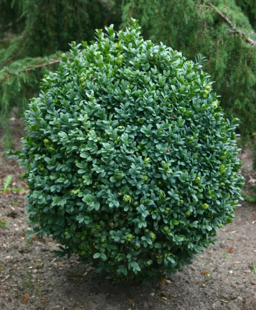 Названия вечнозеленых кустарников. Самшит Buxus. Самшит вечнозеленый Buxus sempervirens. Вечнозеленый самшит самшит Buxus sempervirens. Самшит вечнозеленый Блауэр Хайнц.