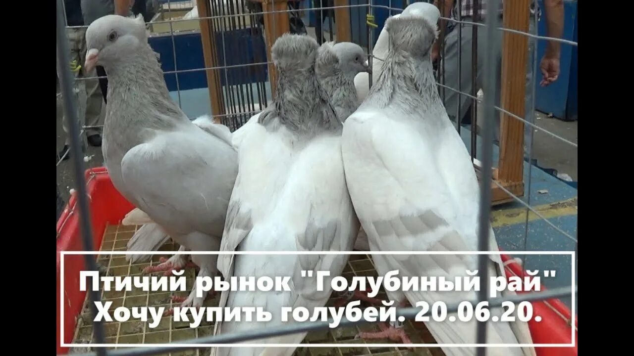 Рынок в голубом. Паровозики в шардже. Рынок в голубом. Голубиный рынок в бронницах. Аль-маркази голубой рынок.