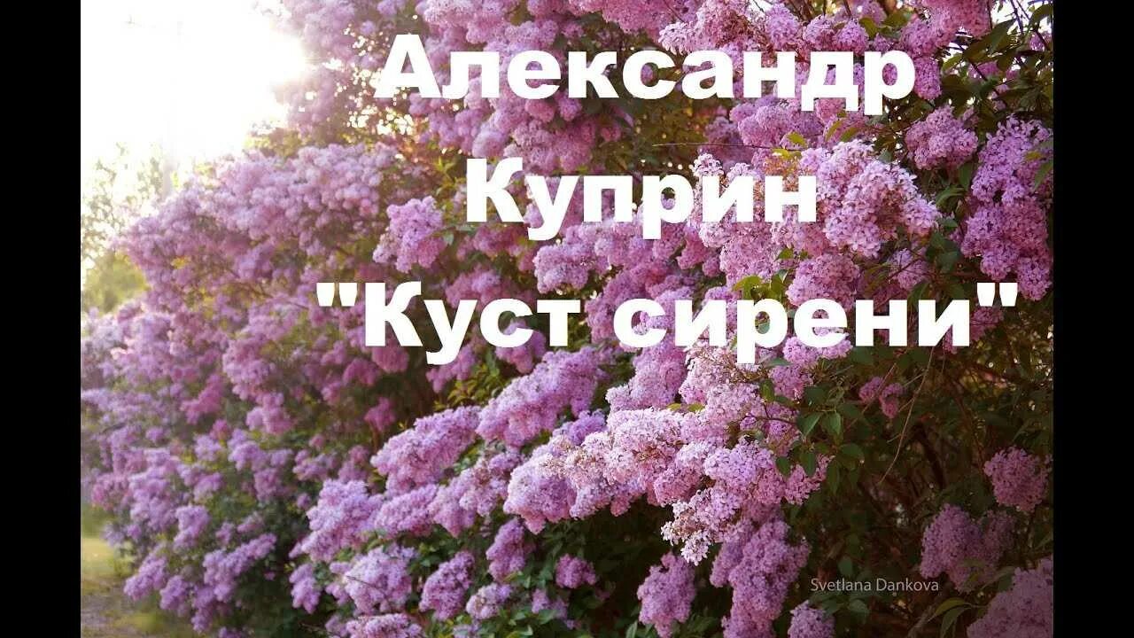 История создания куст сирени. Куприн сиреневый куст. куприн сирень. куст сирени куприн.