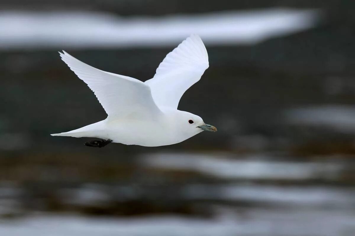 Белая чайка (pagophila eburnea). Белая птица. Ел белые птицы. Лесной голубь белый. Белая ржанка в антарктиде.