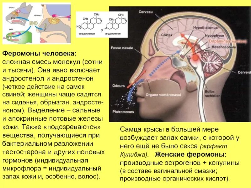 Феромоны человека. Гипоталамус и гипофиз в нейроэндокринной регуляции. Влияние гипофиза на нервную систему. Методы исследования гормонов гипофиза. Как действуют феромоны на мужчин