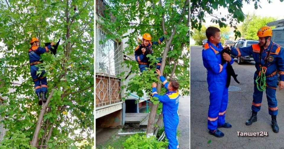Дерево спасатель. День спасателя в россии. спасатель снимает кота с дерева. мчс снимает котика с дерева. мчс спасает кошку с дерева для детей.