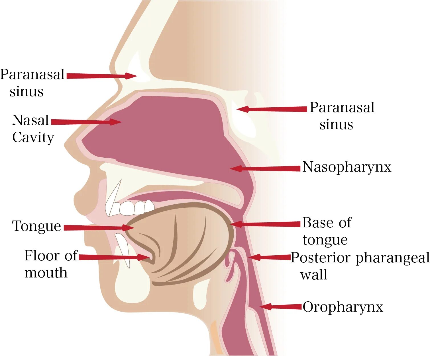 Nose как читается