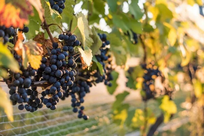 Виноград сорт изумруд. Виноград амурский vitis amurensis. таёжный — амурский сорт винограда. виноград сорт таежный. виноград таежный черный.