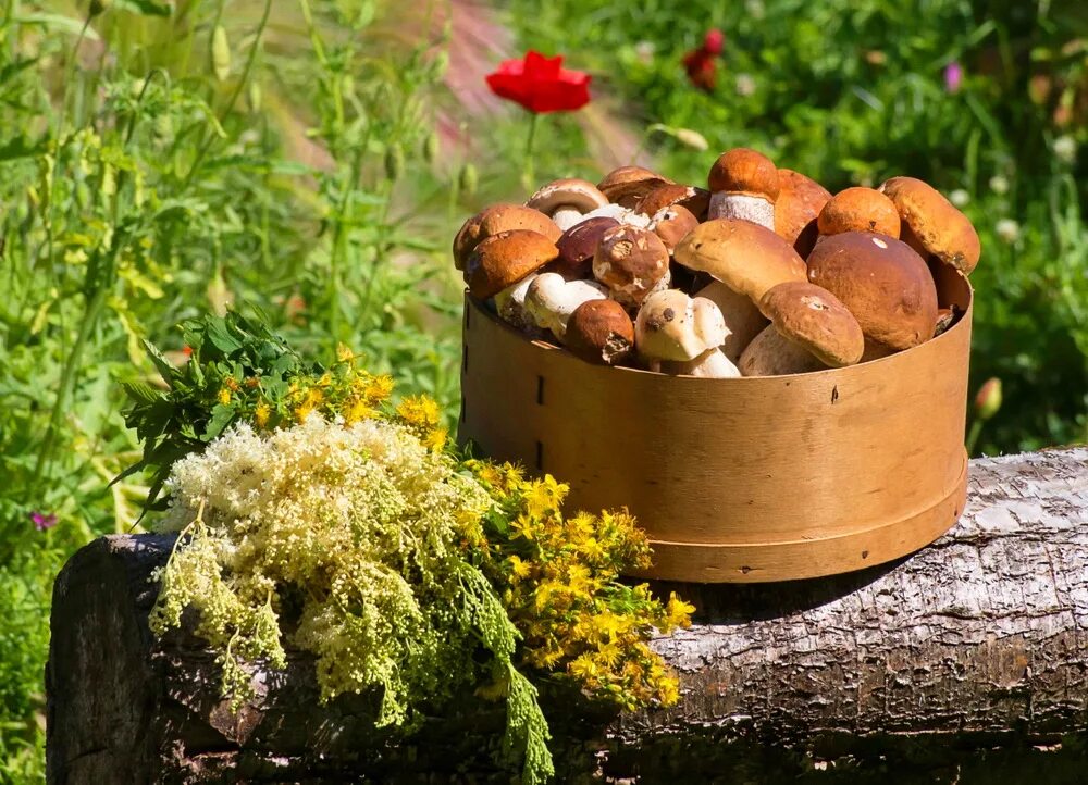 Корзинка с грибами. Грибы в лесу в октябре. Грибника 3. День грибов. Европейский день грибов.