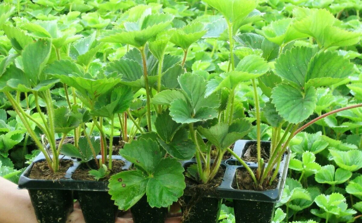 Клубника ремонтантная рассада. Клубника рассада. Клубника ремонтантная рассада. Клубника ремонтантная рассада. Рассада клубники окс.