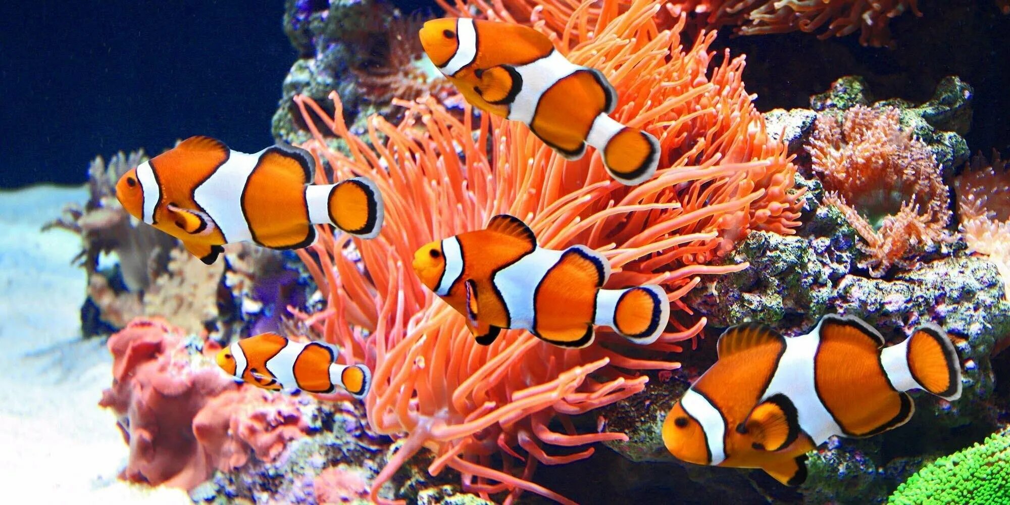 Друг рыбы клоуна. Рыба клоун оцеллярис. Оранжевый амфиприон. Рыба клоун амфиприон. Клоун оцеллярис платина.